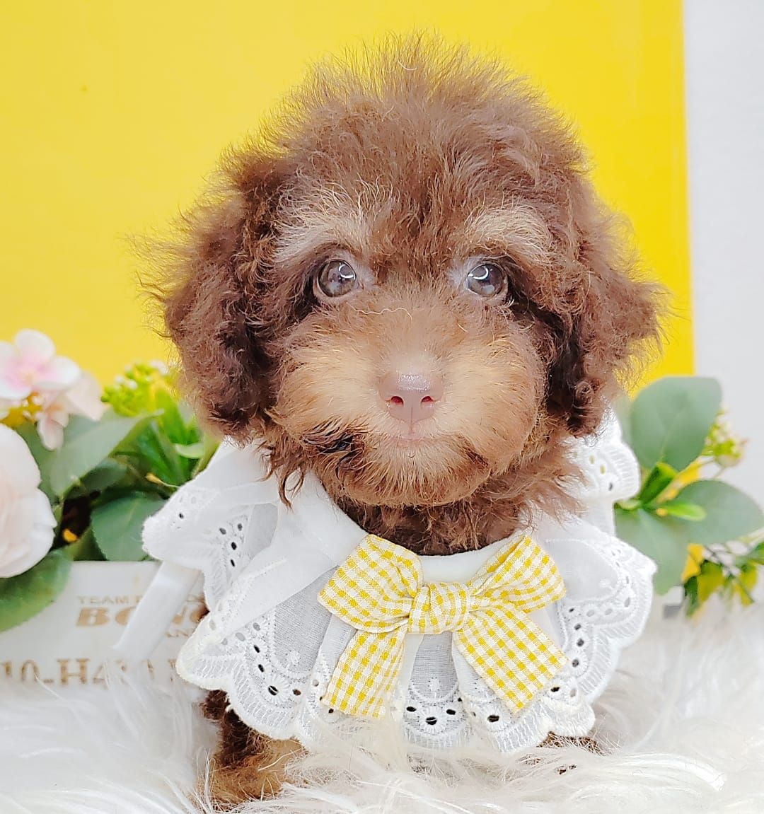 Poodle 娉拌开璐靛
