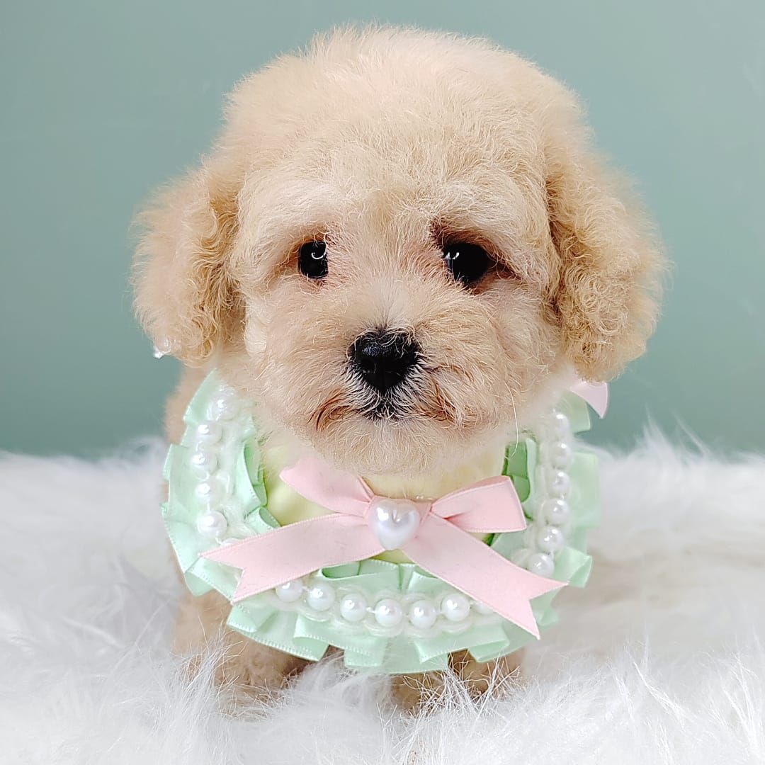 Poodle 娉拌开璐靛