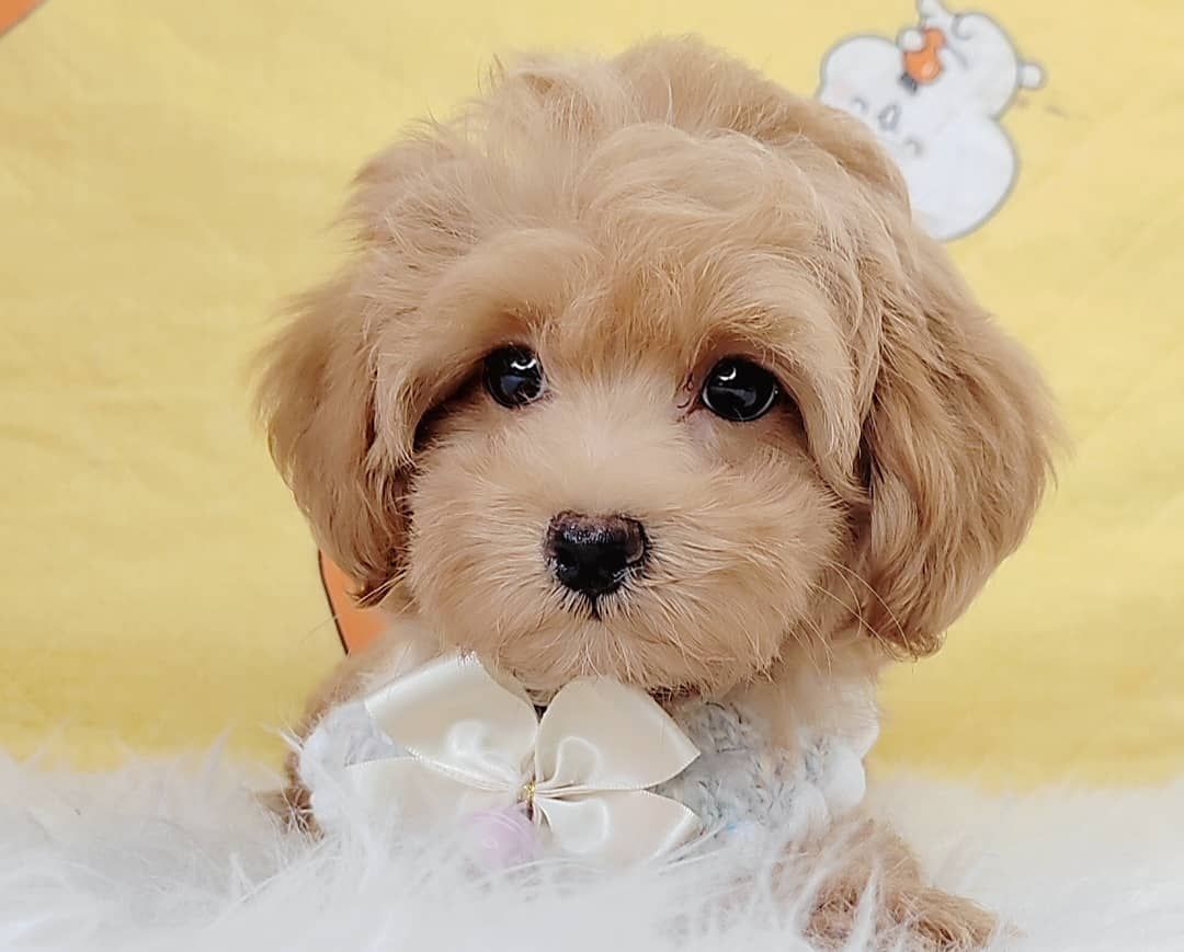 Maltipoo 马尔泰迪