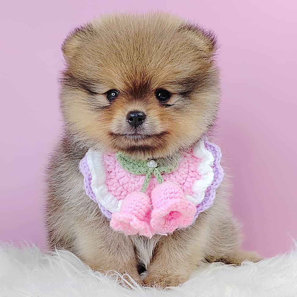 Pomeranian 博美