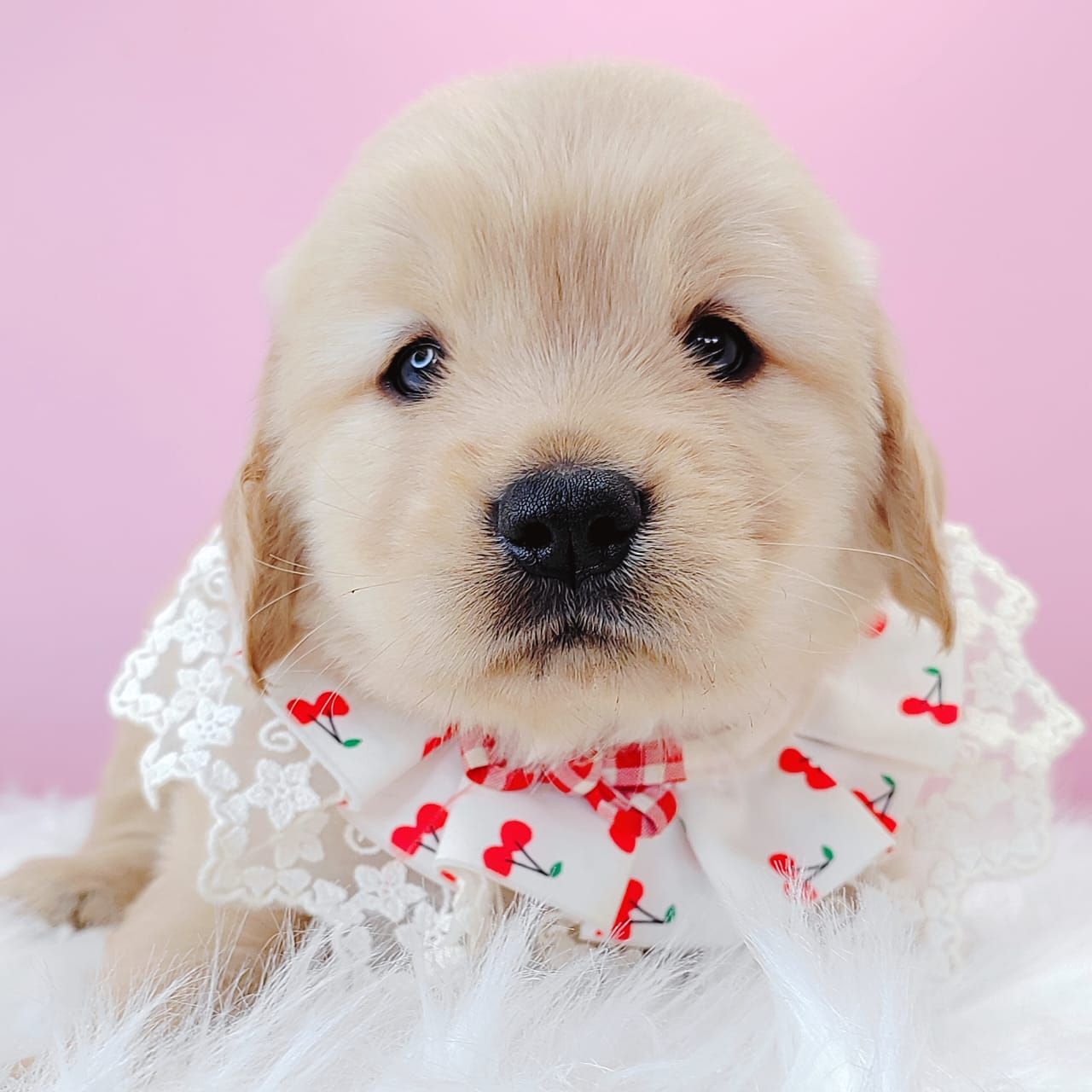 Golden Retriever 黄金猎犬