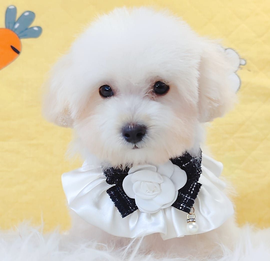 Maltipoo 马尔泰迪