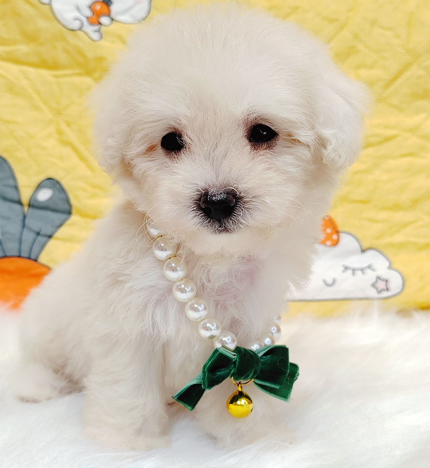 Maltipoo 马尔泰迪