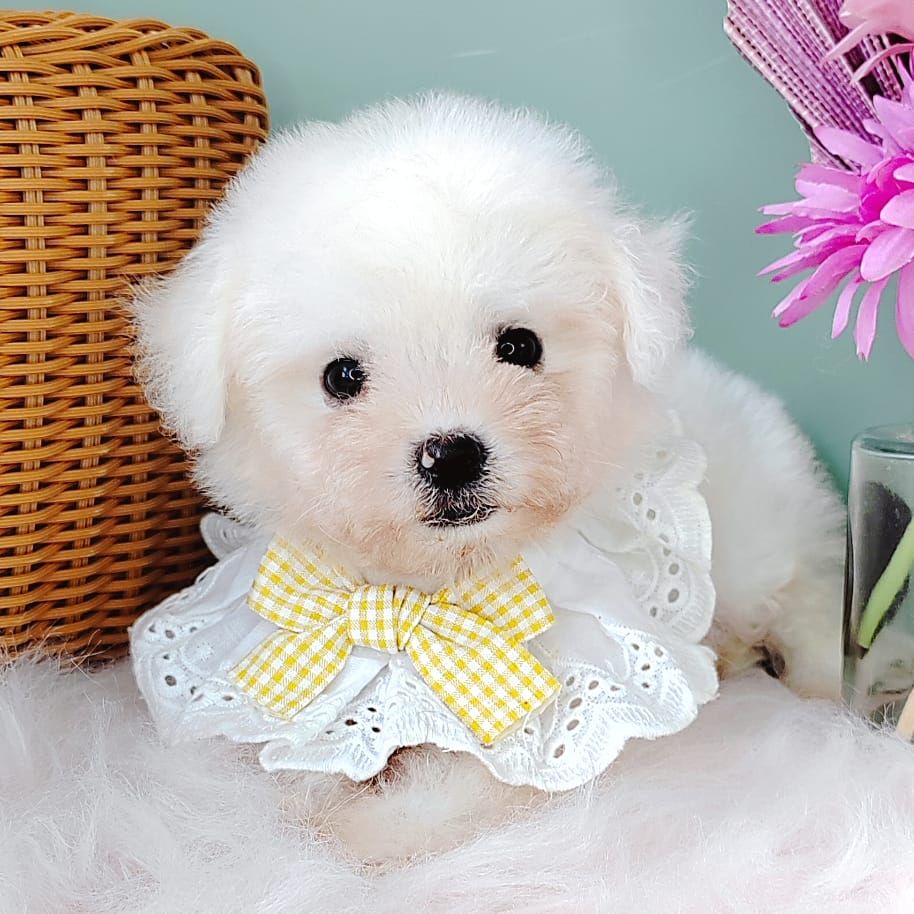 Bichon Frise 比熊