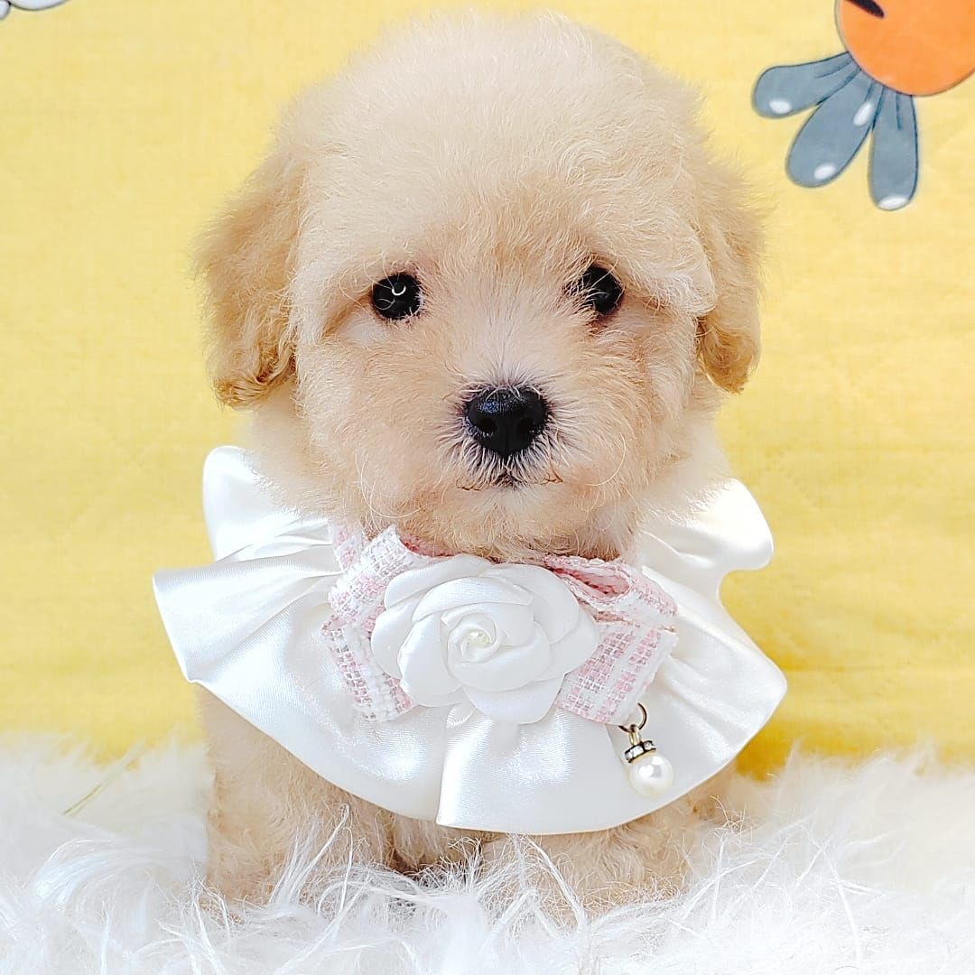 Poodle 娉拌开璐靛