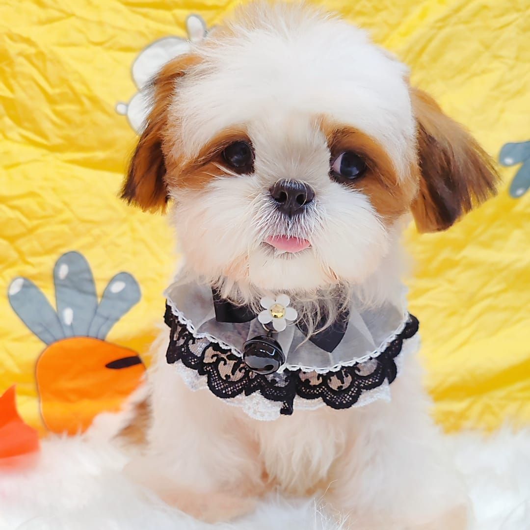 Shih Tzu 西施