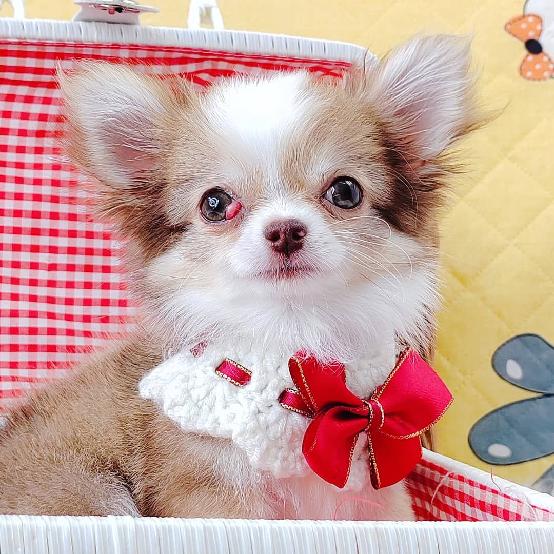 Chihuahua 吉娃娃