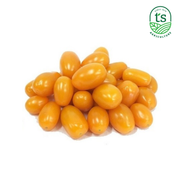 Yellow Cherry Tomato 黄小番茄 5kg/ctn