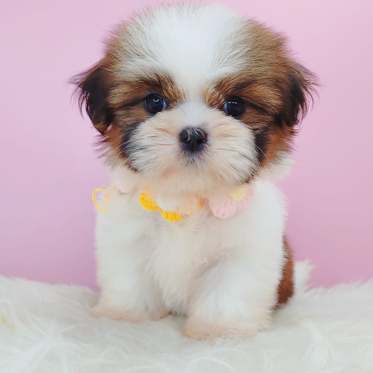 Shih Tzu 西施