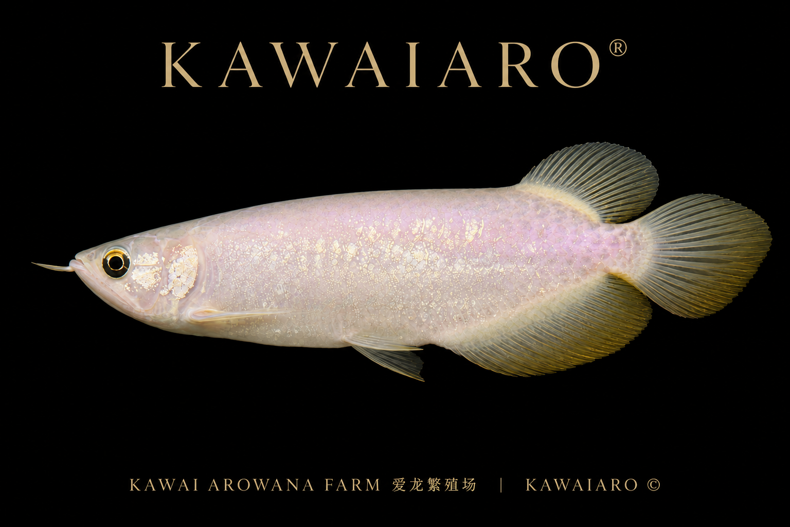 [RARE] PANDA GOLDEN AROWANA
