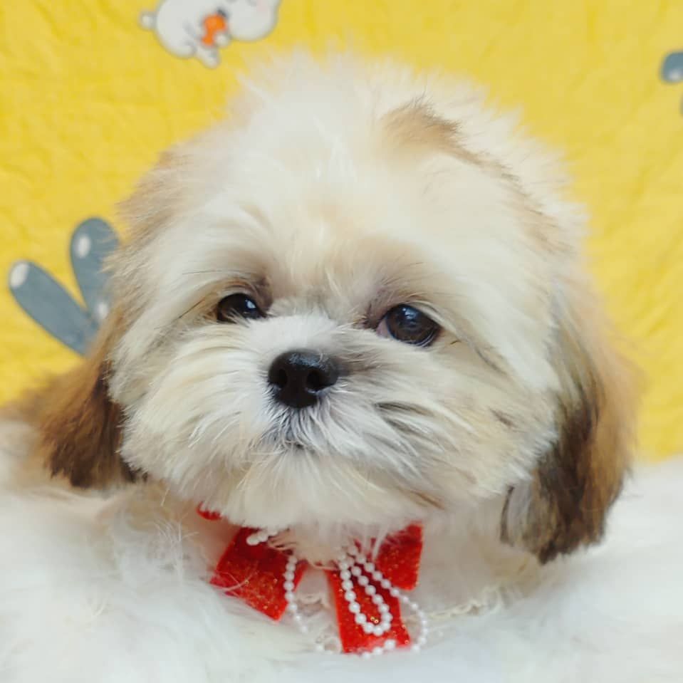 Shih Tzu 西施