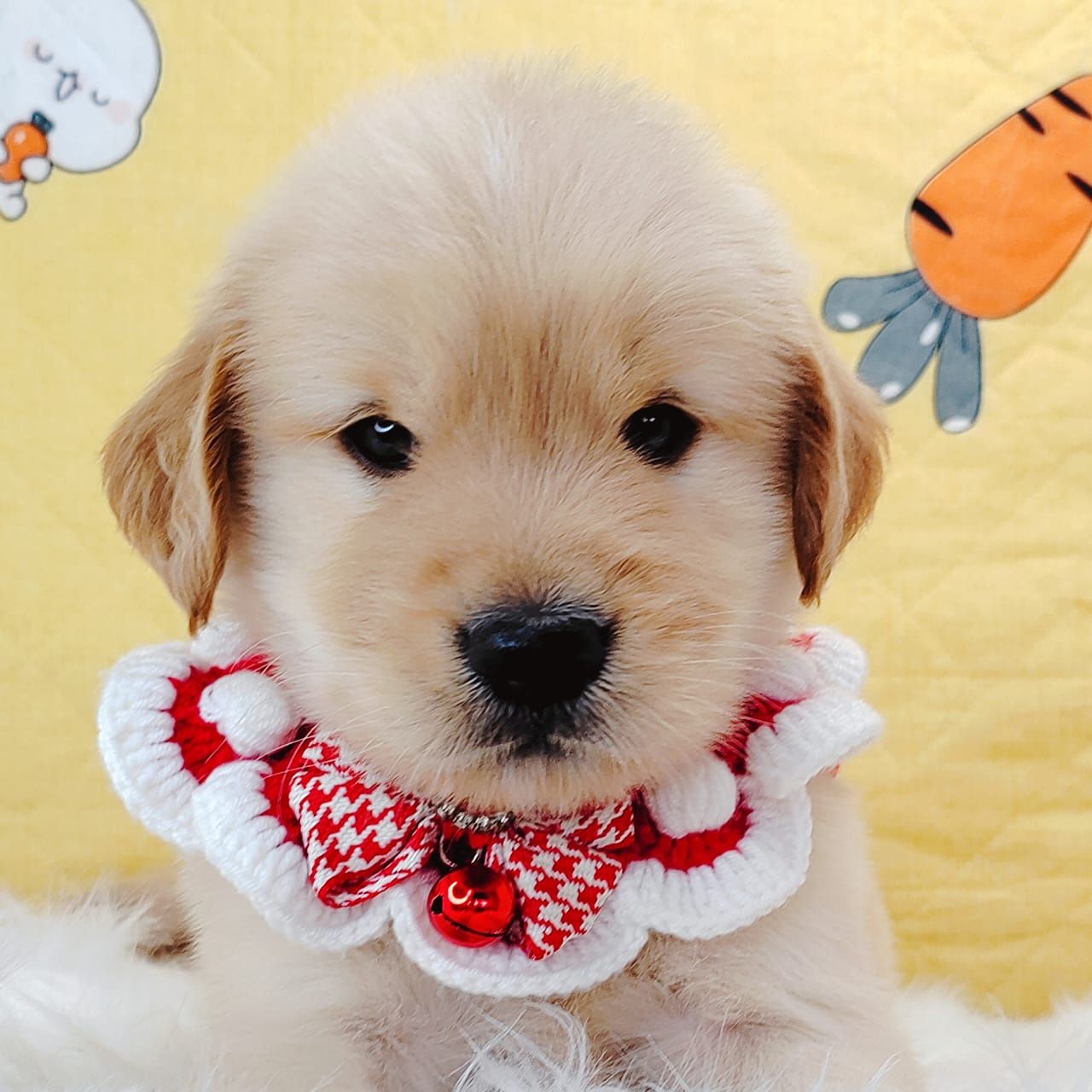 Golden Retriever 黄金猎犬