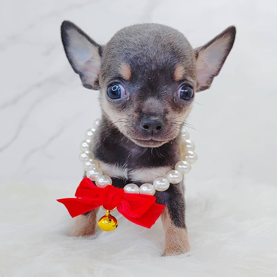 Chihuahua 吉娃娃