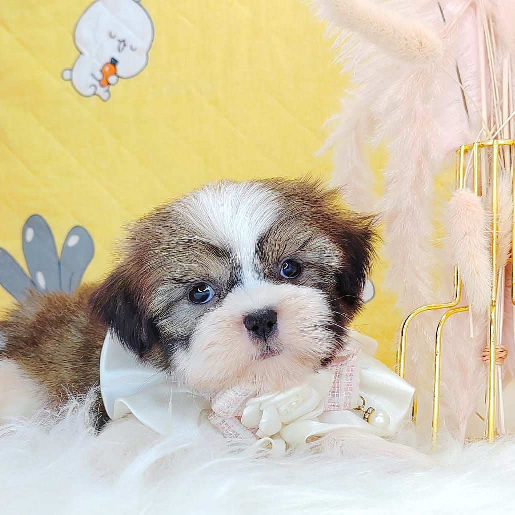 Shih Tzu 西施