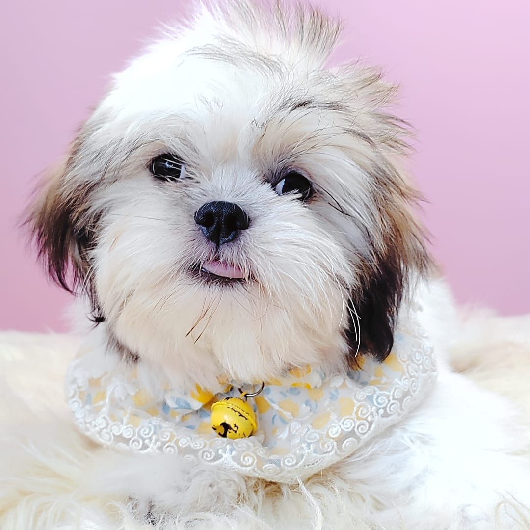 Shih Tzu 西施