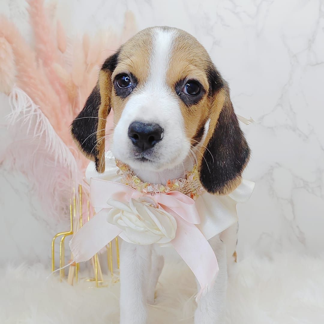 Beagle 米格鲁