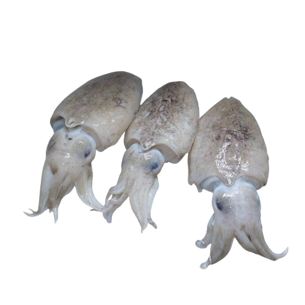 Frozen Cuttlefish (Small Size)