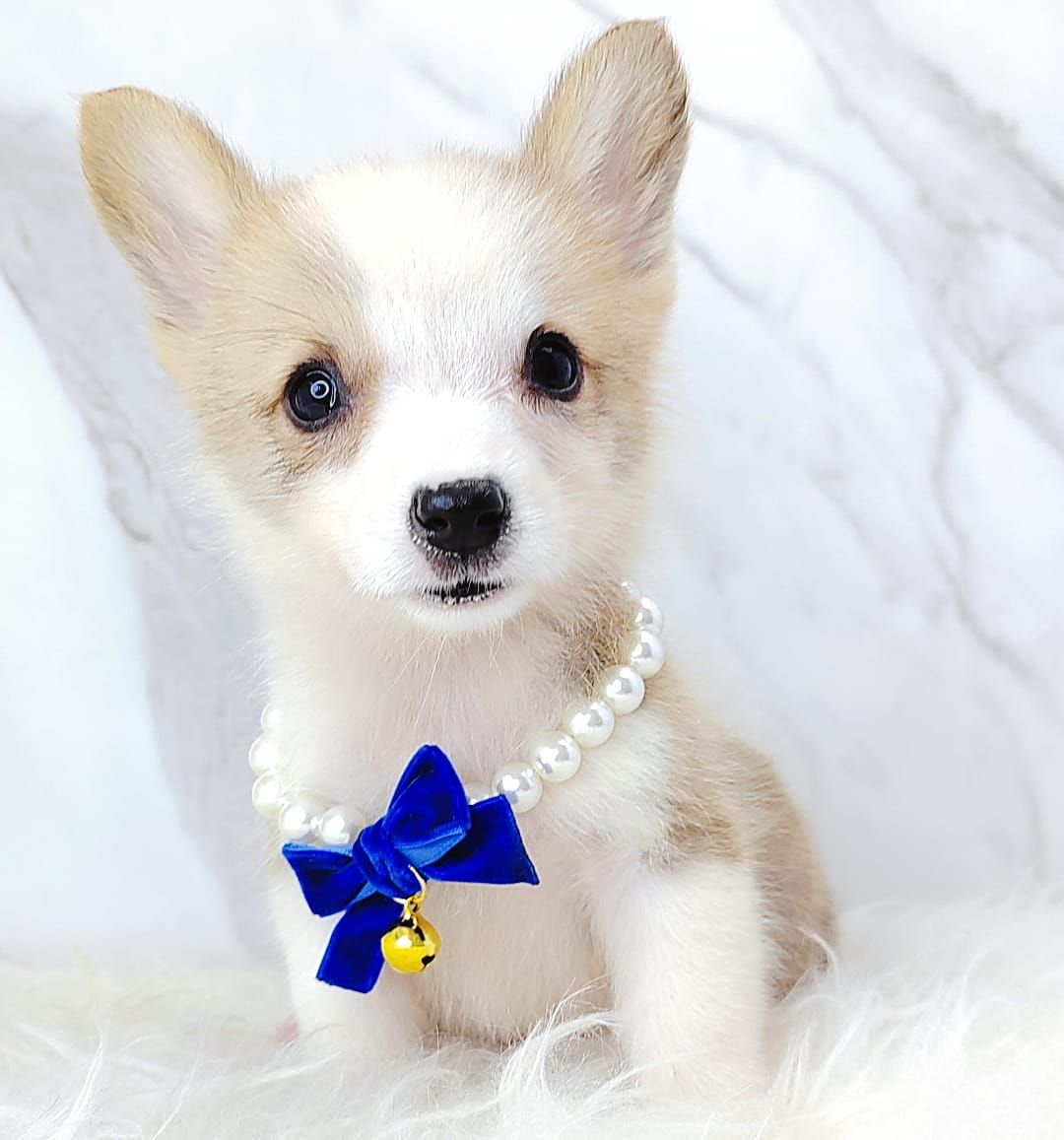Welsh Corgi 柯基