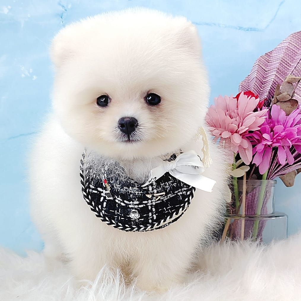 Pomeranian 博美
