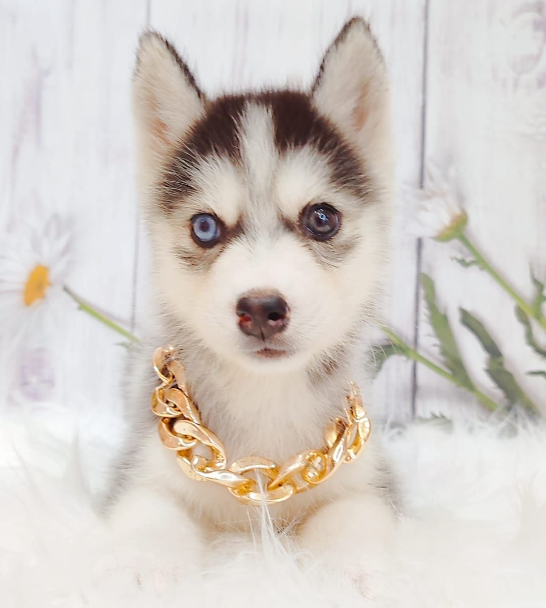 Pomsky 博士奇