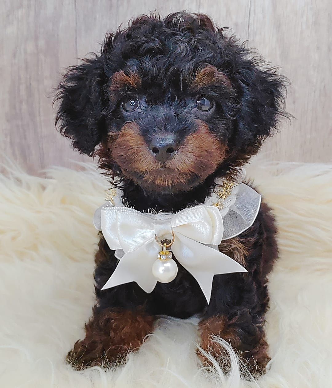 Poodle 娉拌开璐靛