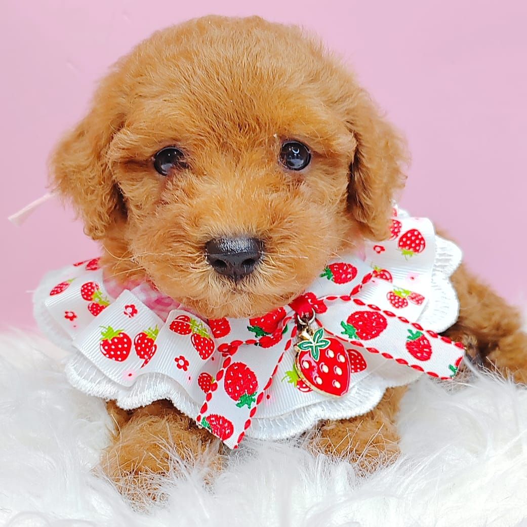 Poodle 娉拌开璐靛