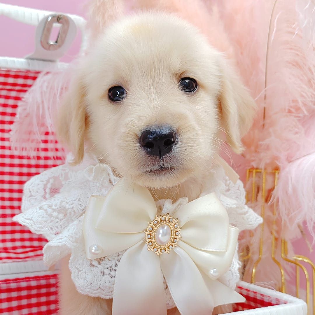 Golden Retriever 黄金猎犬