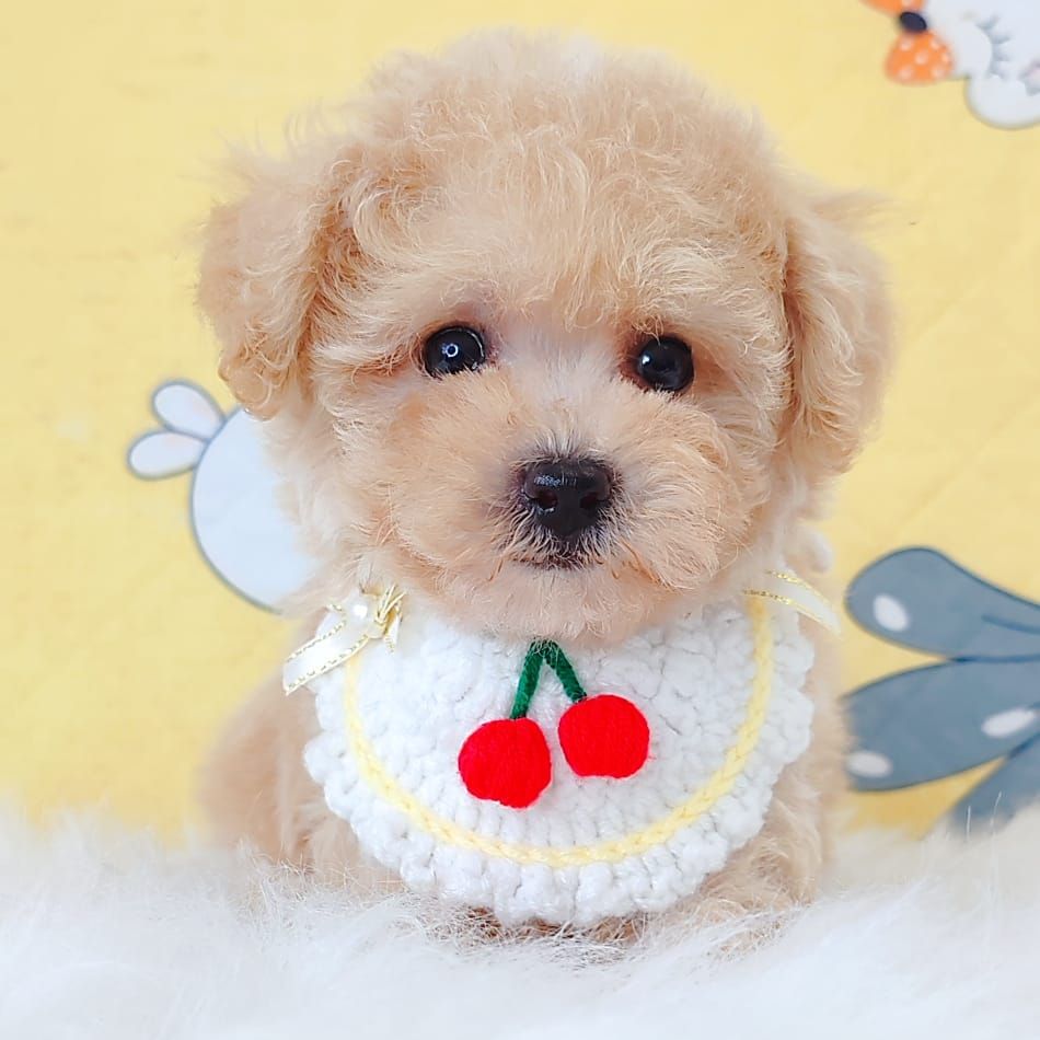 Poodle 娉拌开璐靛