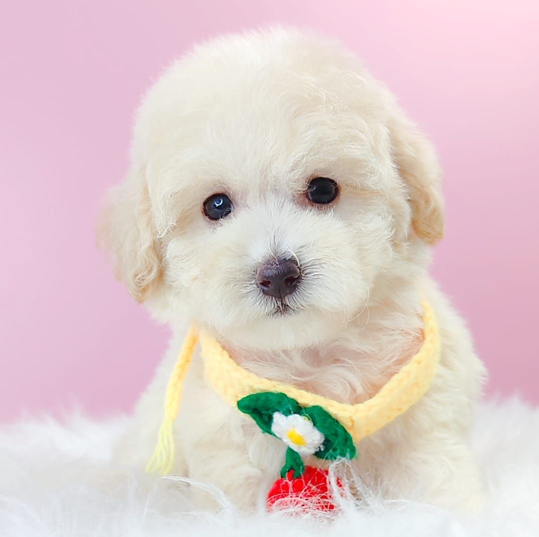 Maltipoo 马尔泰迪