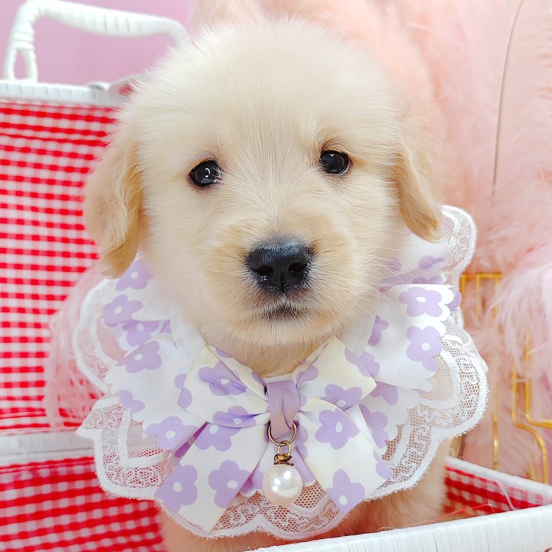 Golden Retriever 黄金猎犬