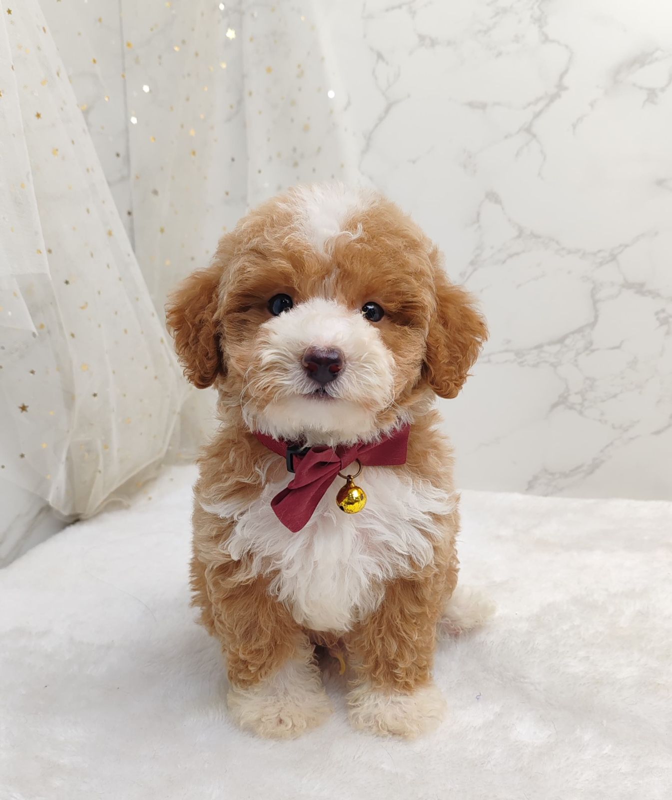 Poodle 娉拌开璐靛