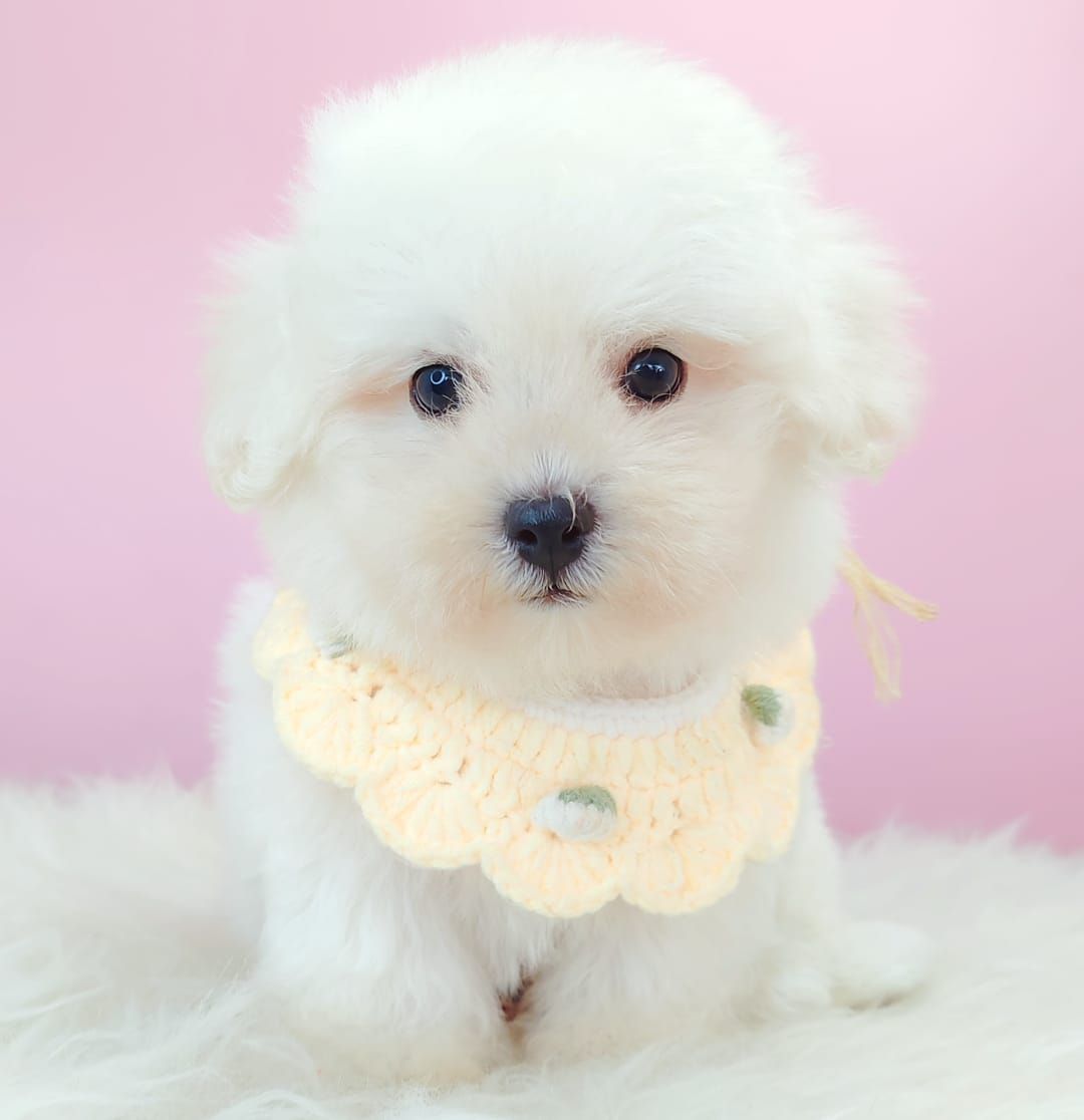 Bichon 比熊