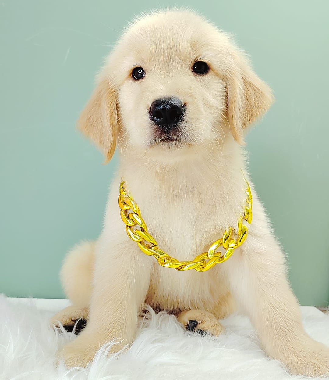 Golden Retriever 黄金猎犬