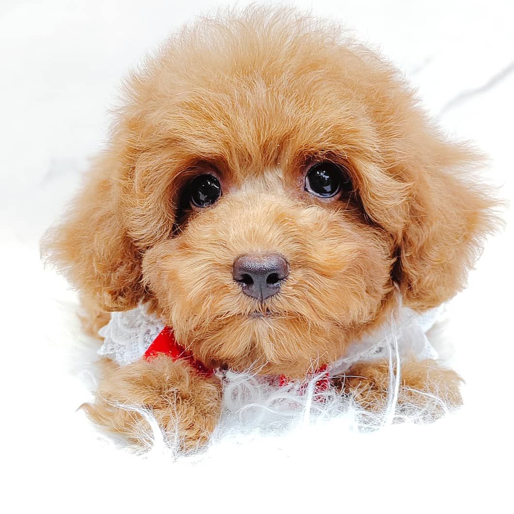 Poodle 娉拌开璐靛