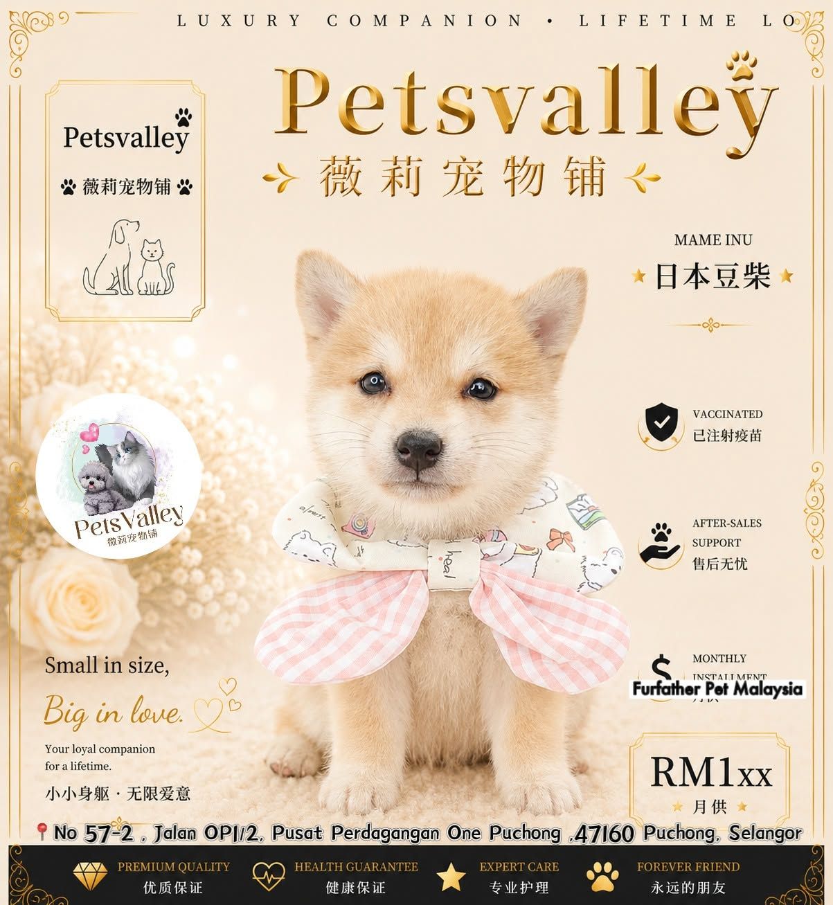 Shiba Inu 柴犬