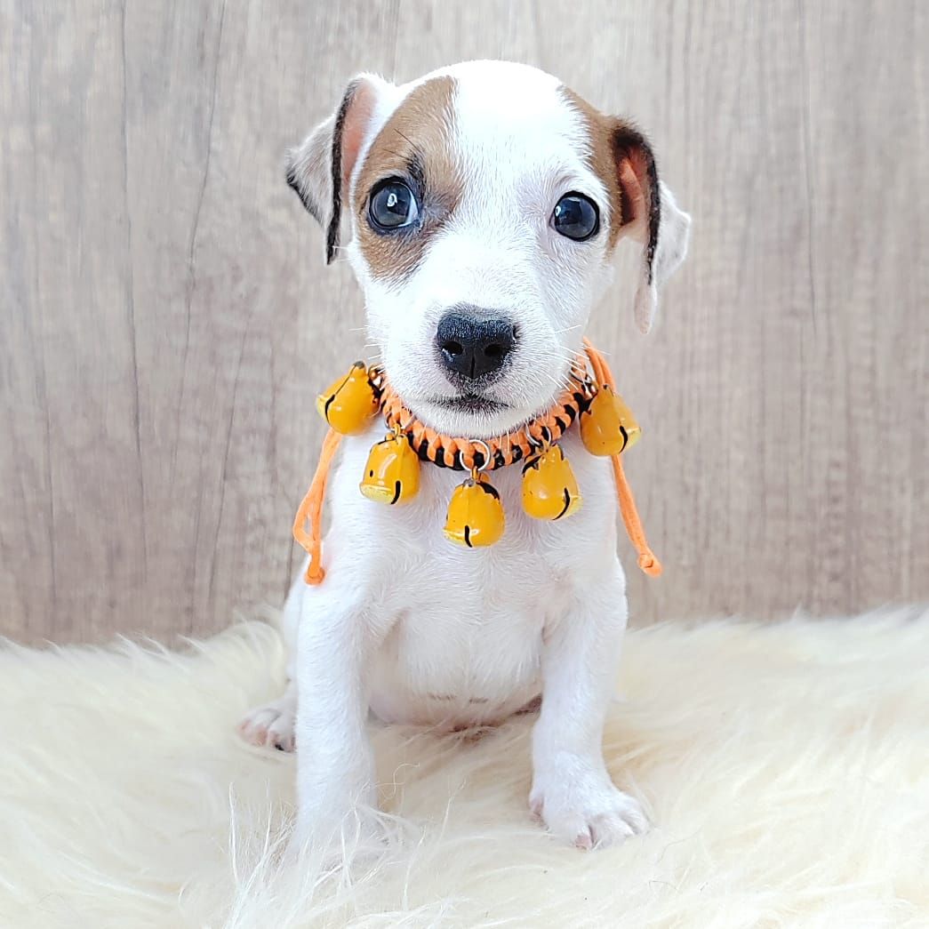 Jack Russell Terrier 杰克罗素梗