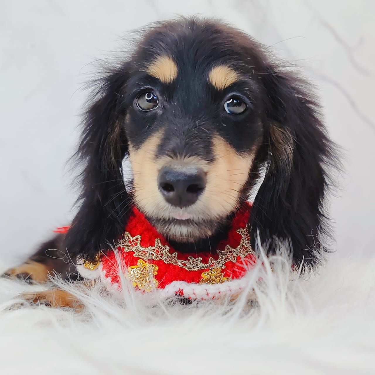 Dachshund 腊肠狗
