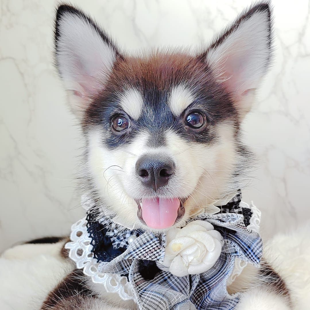 Pomsky 博士奇