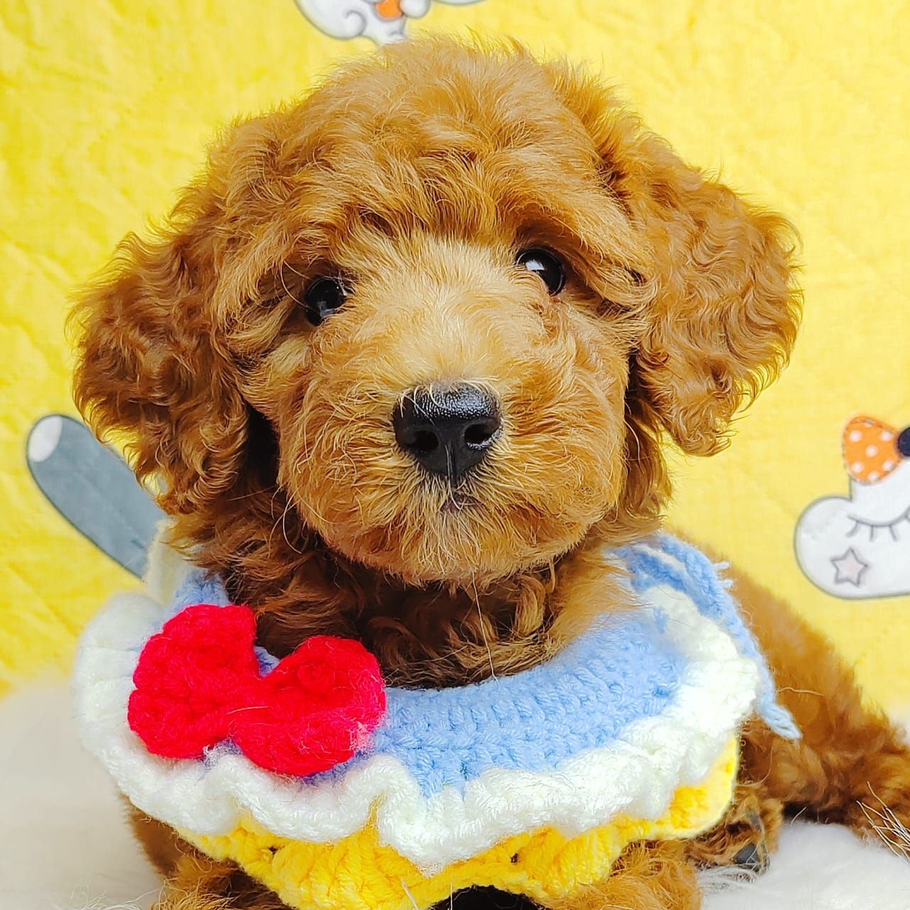 Poodle 娉拌开璐靛