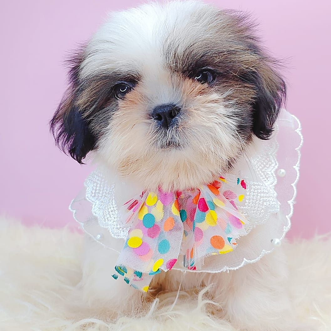 Shih Tzu 西施