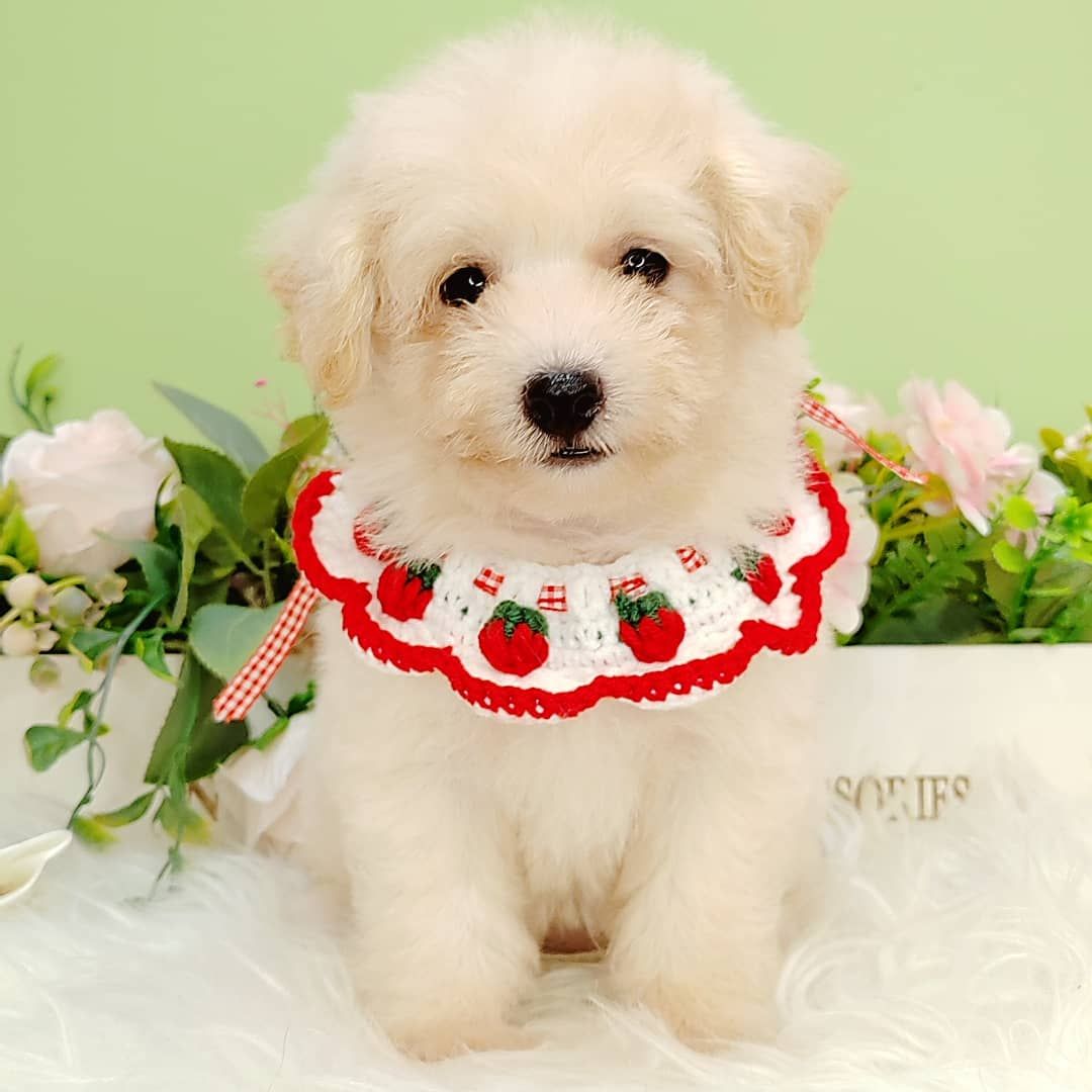 Maltipoo 马尔泰迪