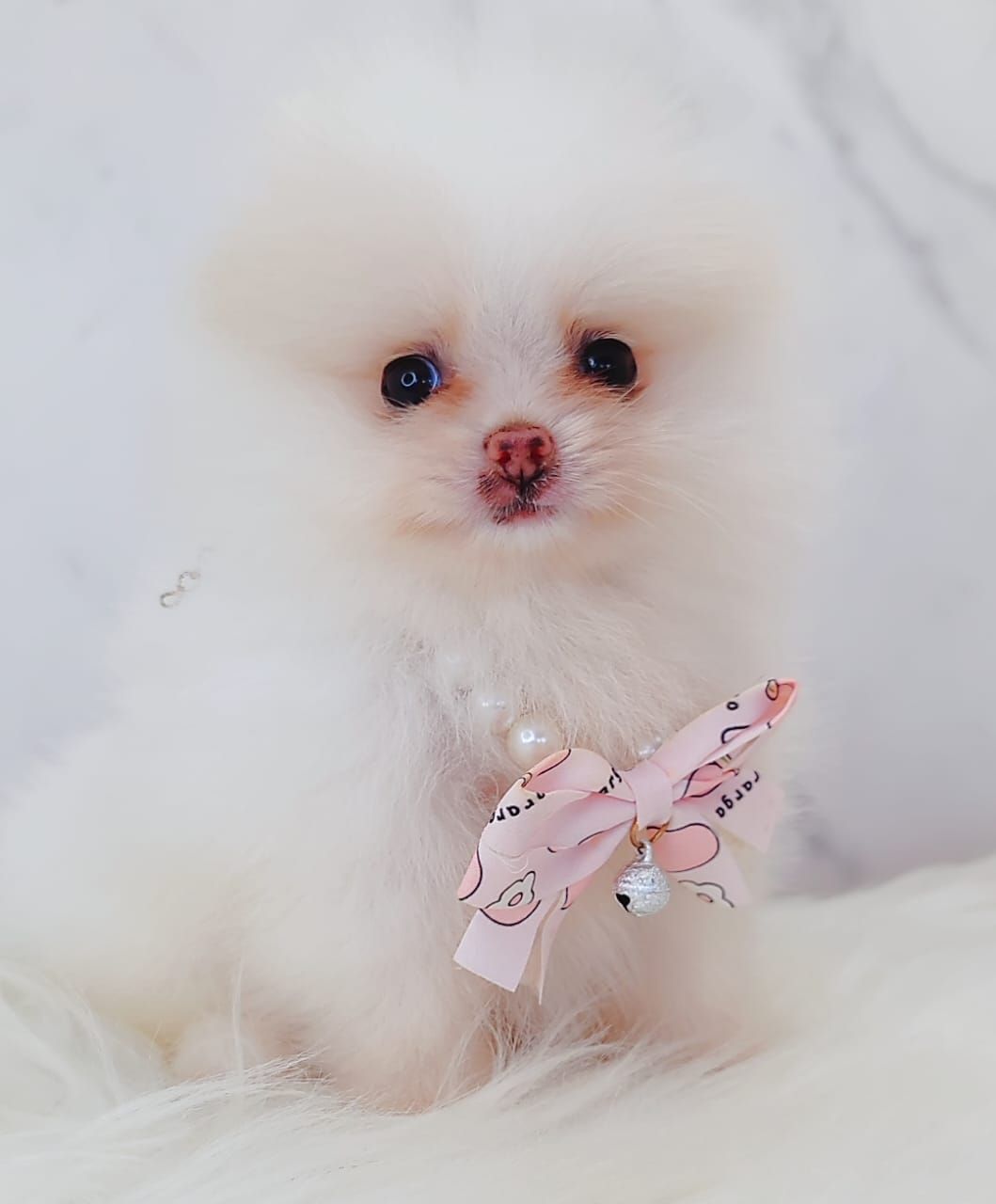 Pomeranian 博美