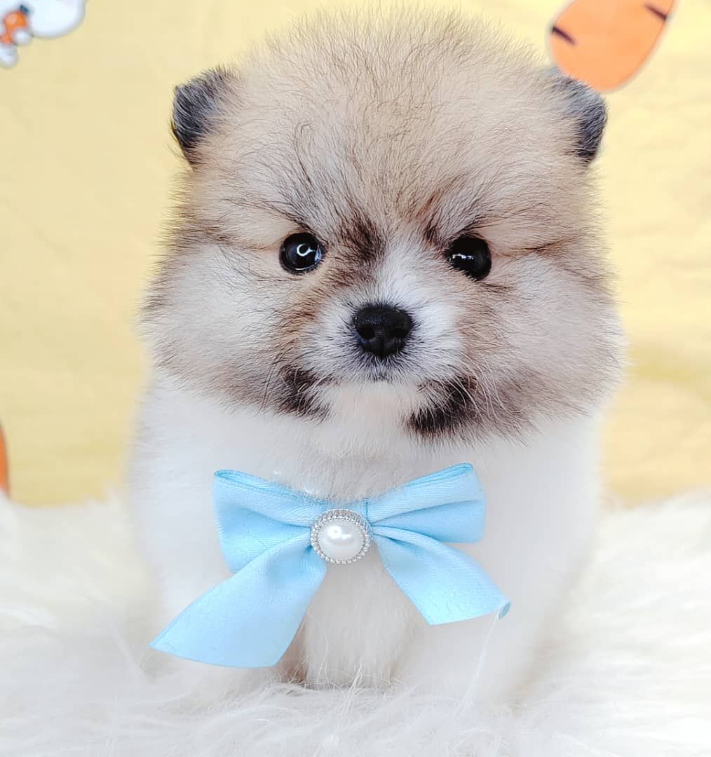 Pomeranian 博美
