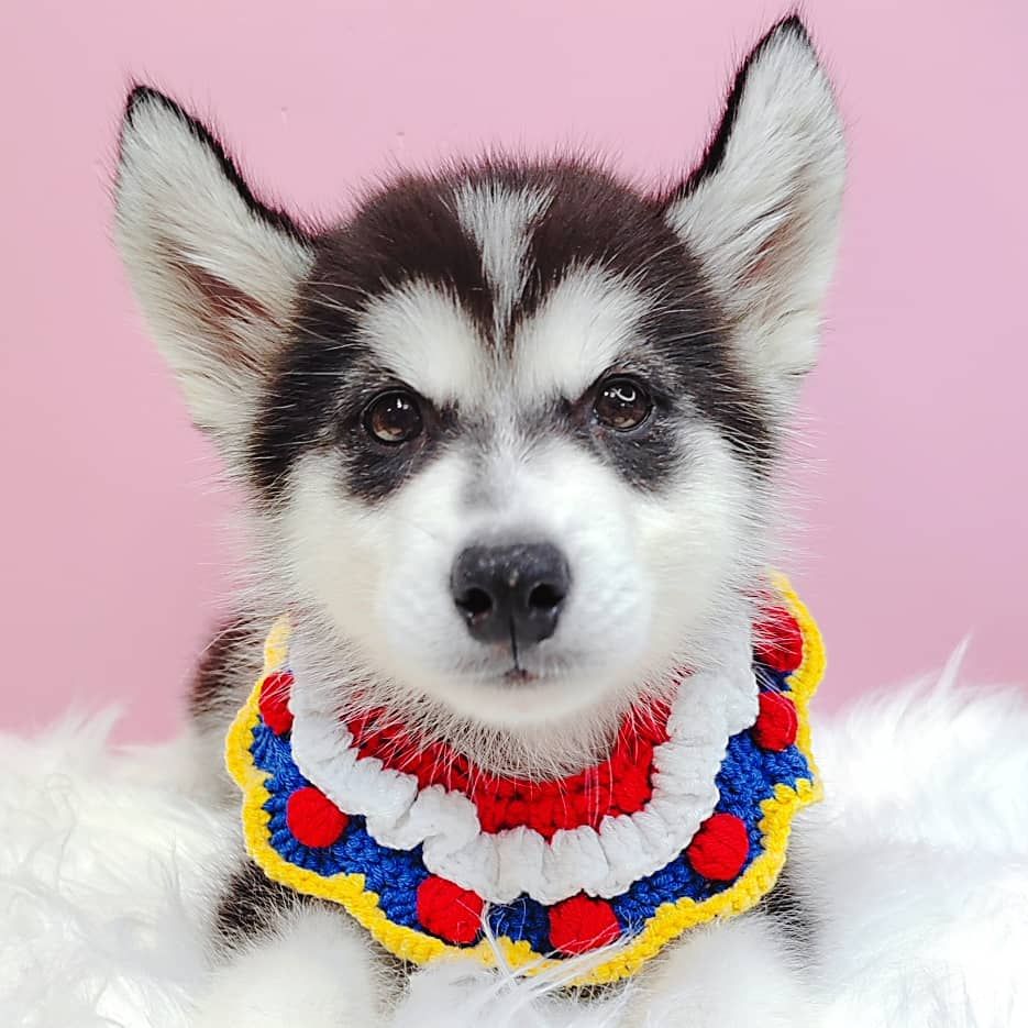 Alaskan Husky 阿拉斯加哈士奇