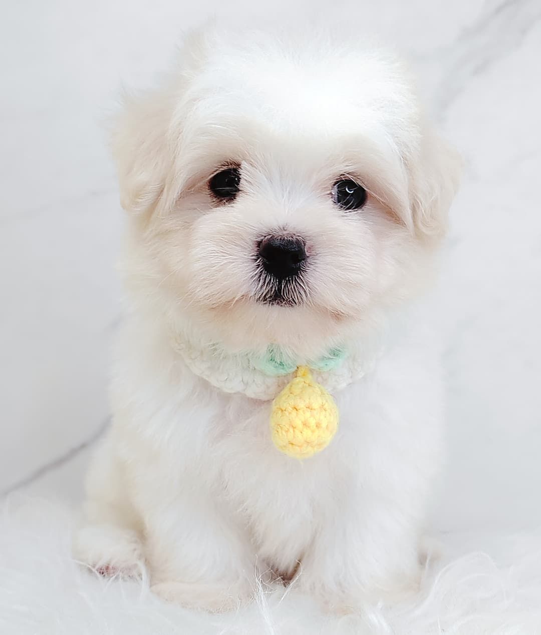 Maltipoo 马尔泰迪