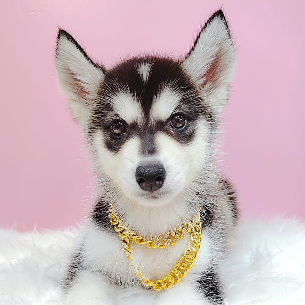 Alaskan Husky 阿拉斯加哈士奇