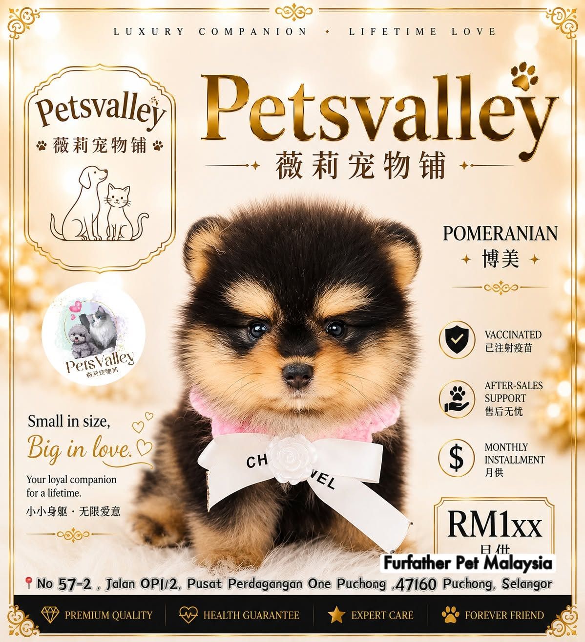 Pomeranian 博美