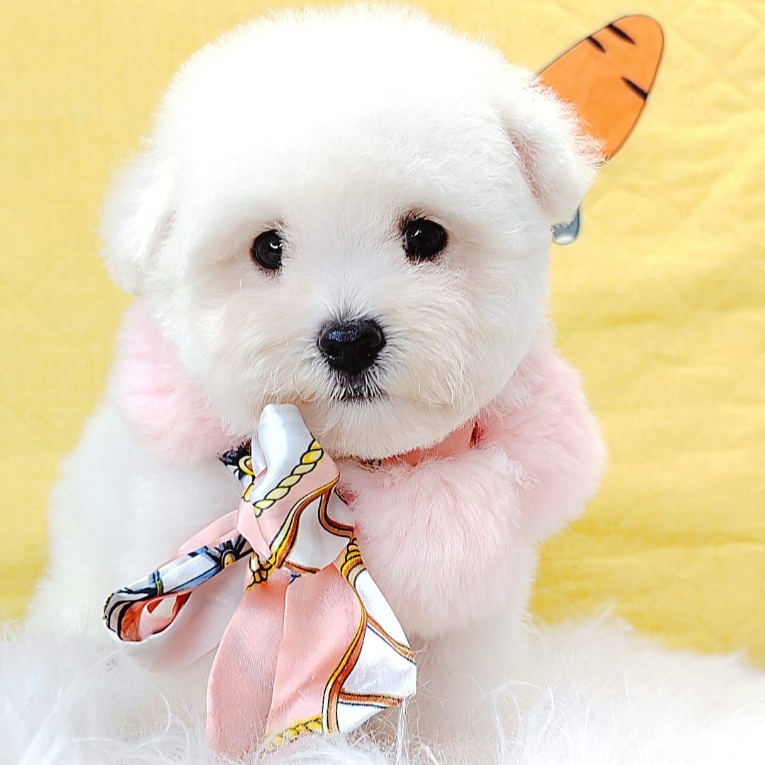 Bichon 比熊