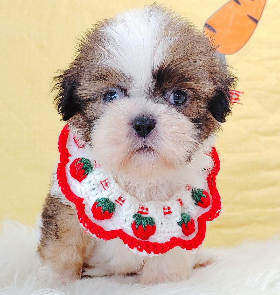 Shih Tzu 西施