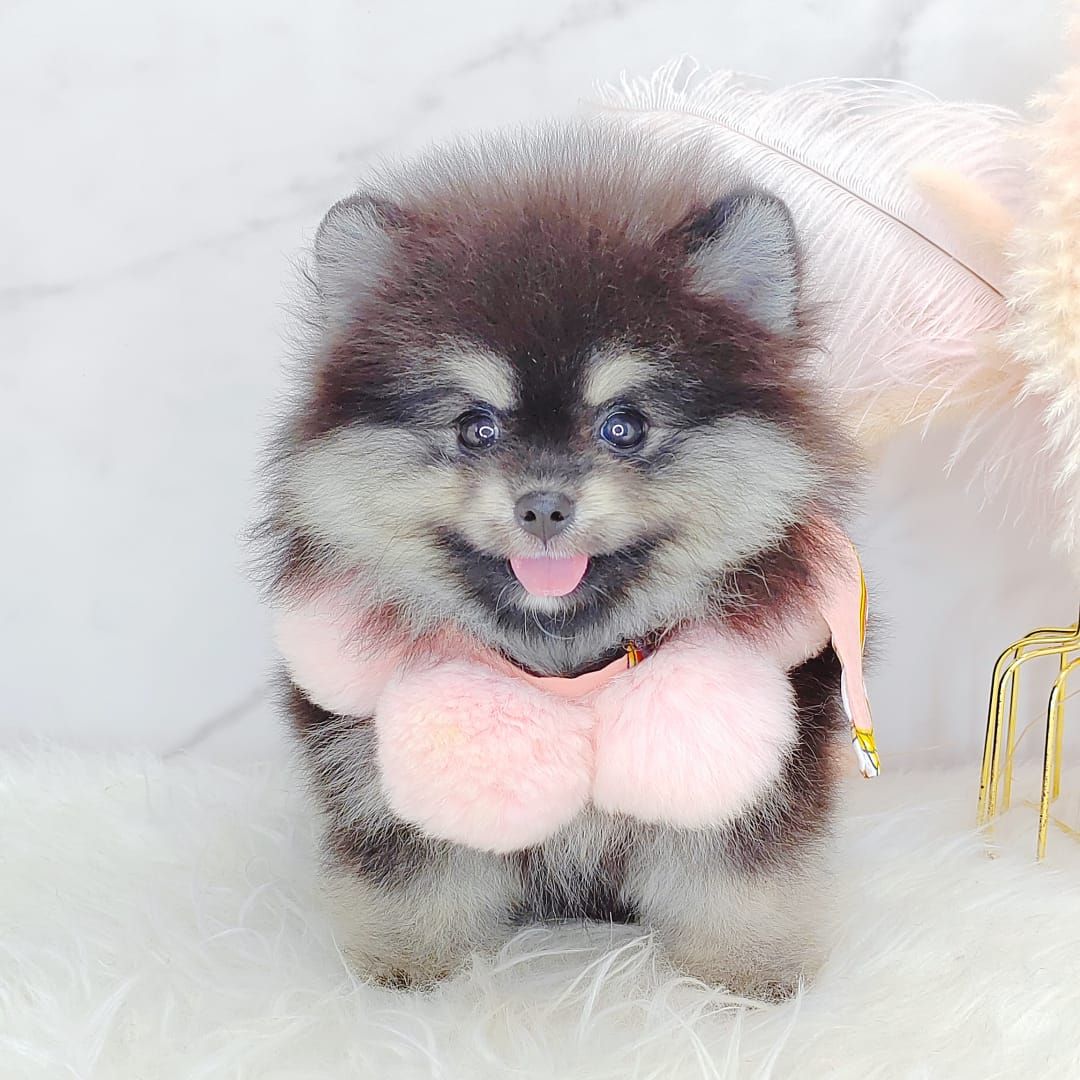 Pomeranian 博美